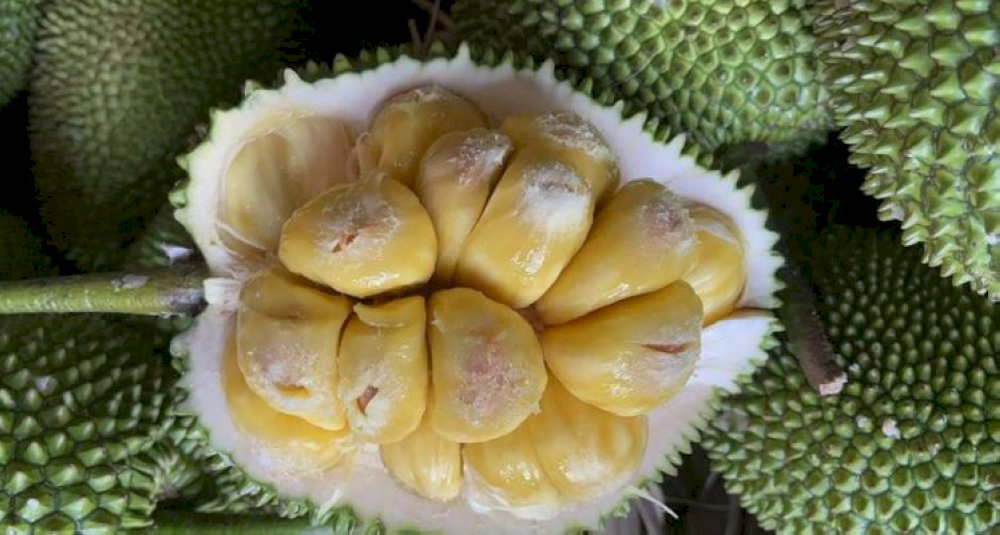Mít tố nữ Long Khánh